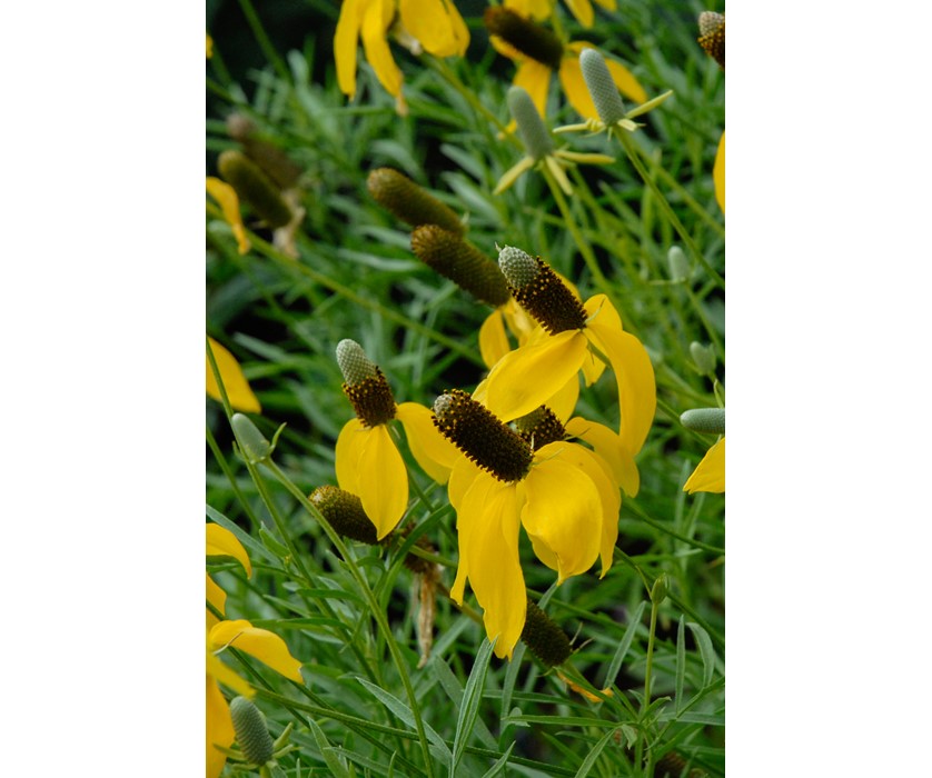 Prairie Coneflower